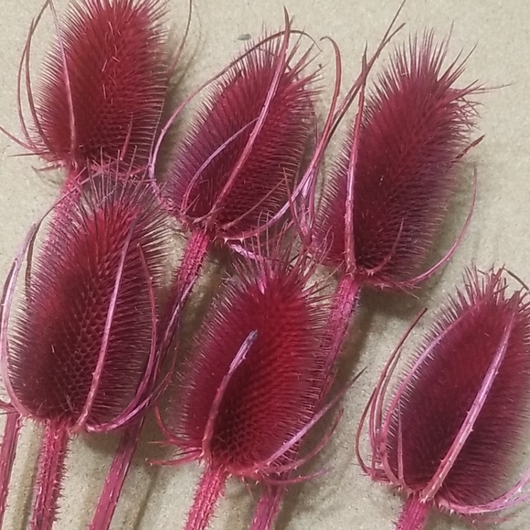 Textured red stems